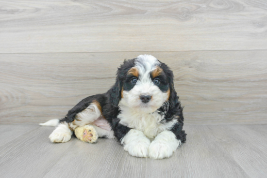 Friendly Mini Bernedoodle Baby