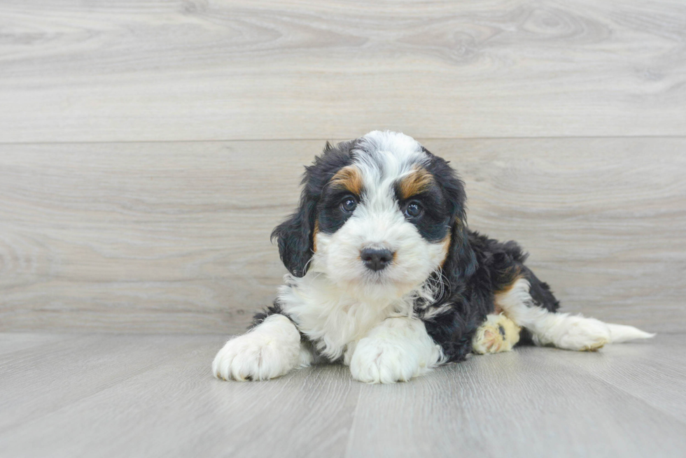 Best Mini Bernedoodle Baby