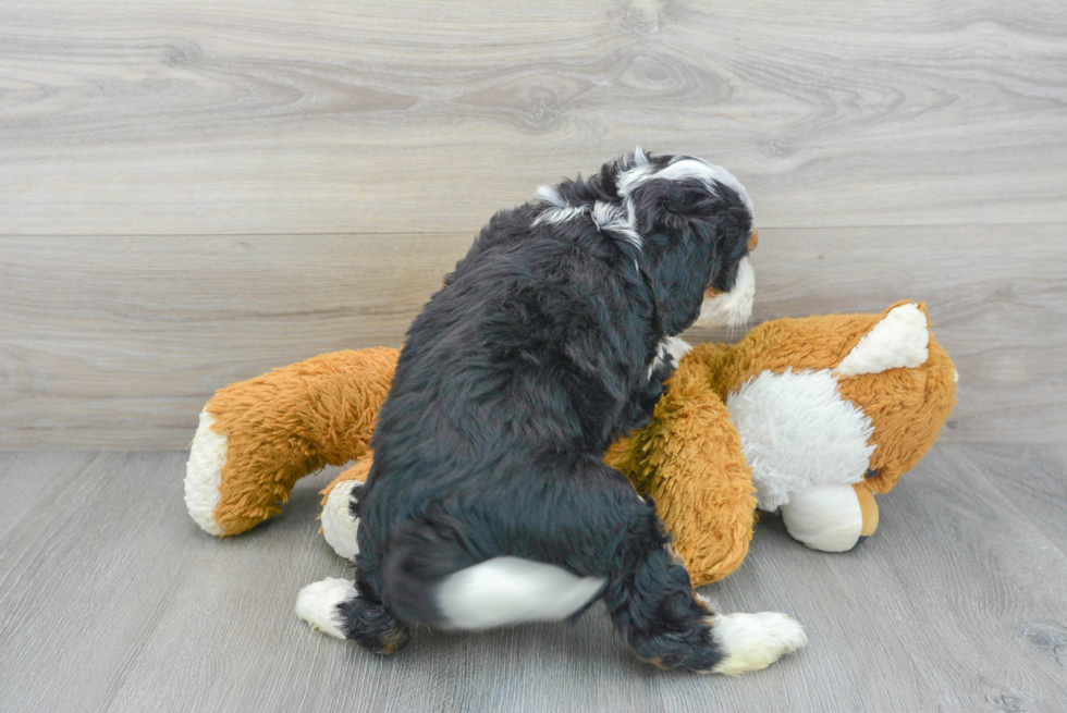 Mini Bernedoodle Pup Being Cute