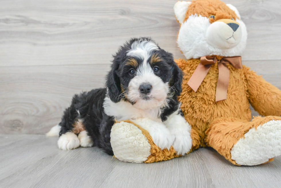 Popular Mini Bernedoodle Poodle Mix Pup