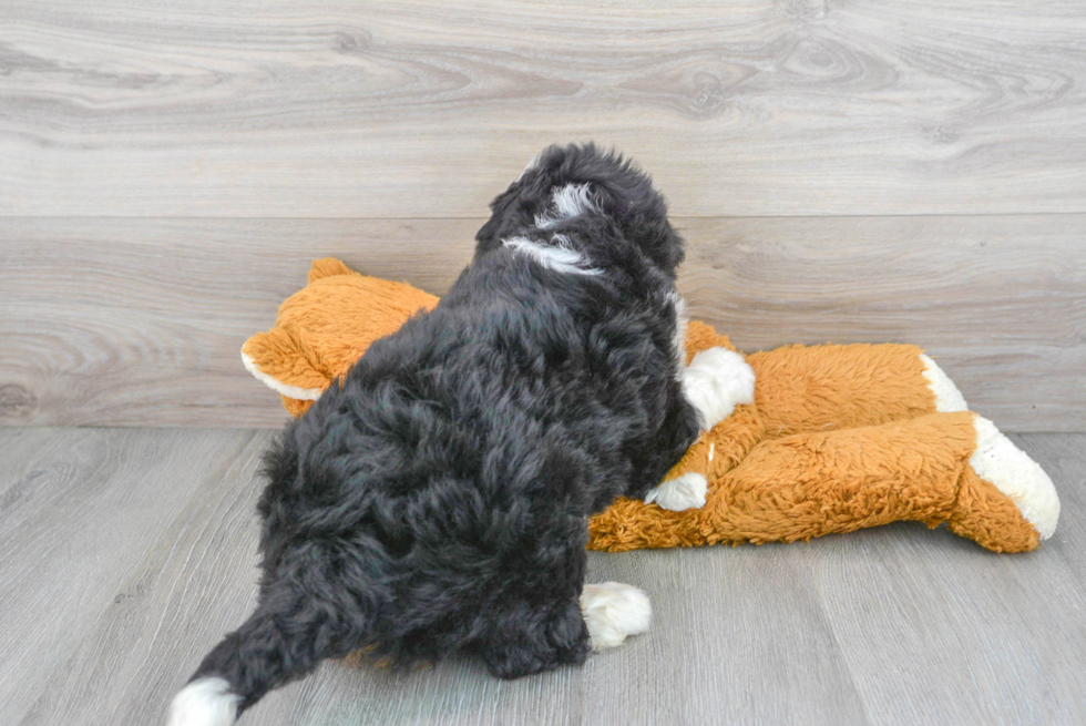 Mini Bernedoodle Puppy for Adoption