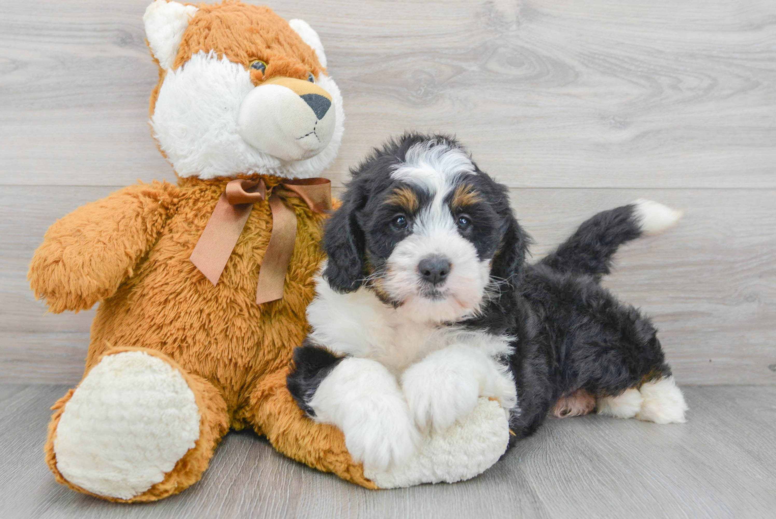 Mini Bernedoodle Pup Being Cute