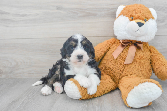 Hypoallergenic Mini Berniedoodle Poodle Mix Puppy