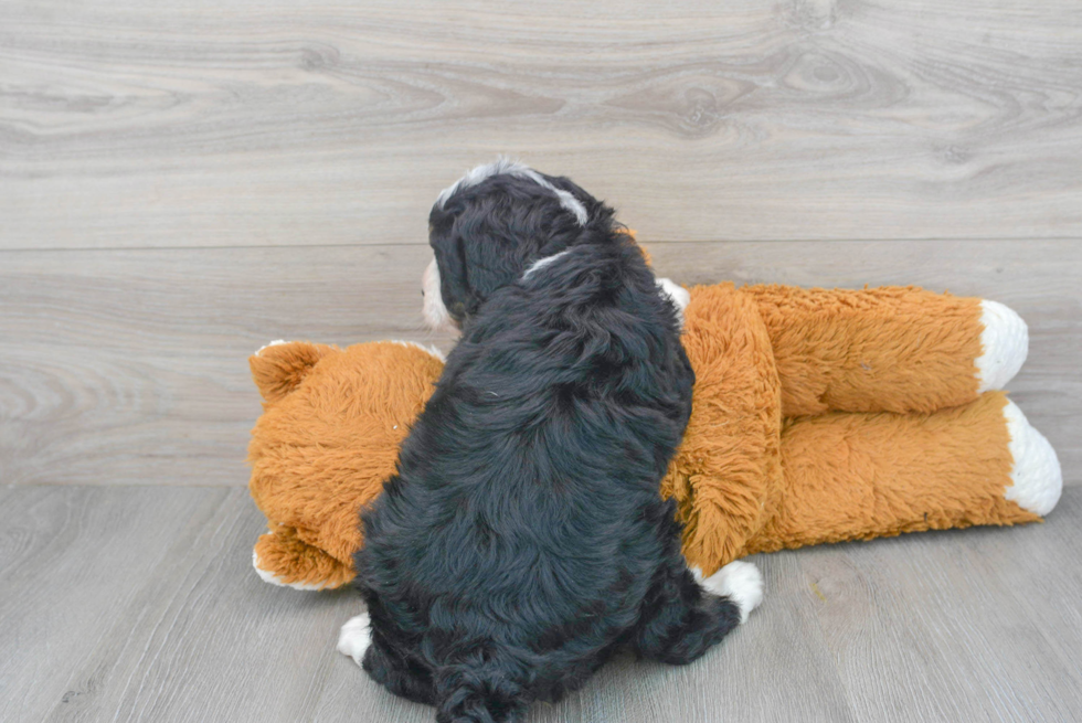 Funny Mini Bernedoodle Poodle Mix Pup