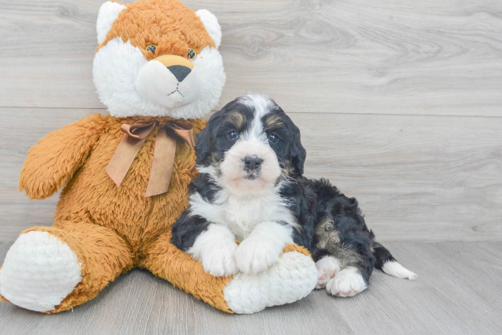 Mini Bernedoodle Puppy for Adoption