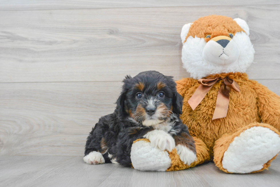 Mini Bernedoodle Pup Being Cute