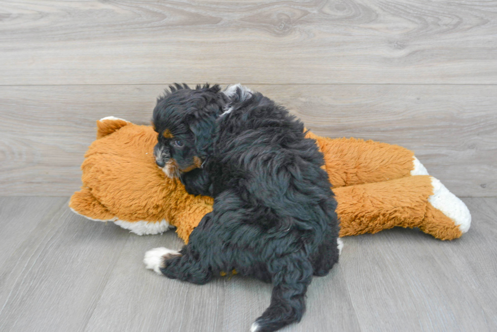 Smart Mini Bernedoodle Poodle Mix Pup