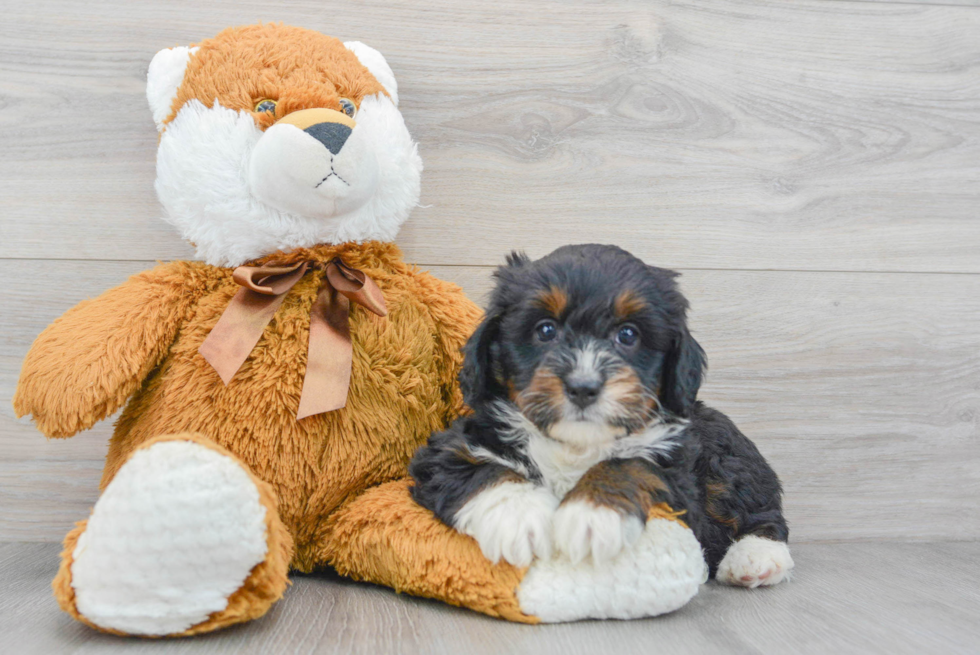 Sweet Mini Bernedoodle Baby