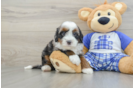 Happy Mini Bernedoodle Baby