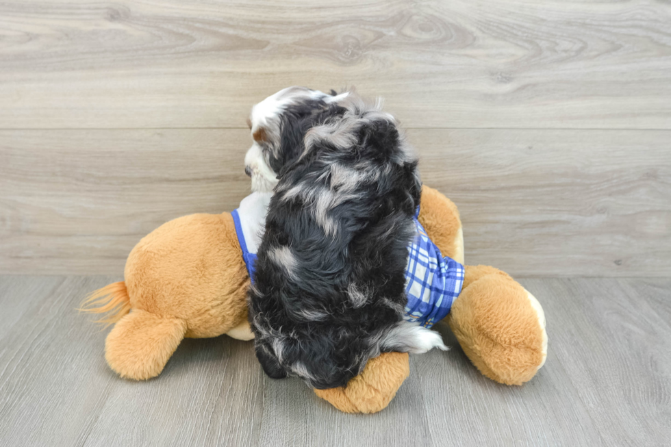 Friendly Mini Bernedoodle Baby