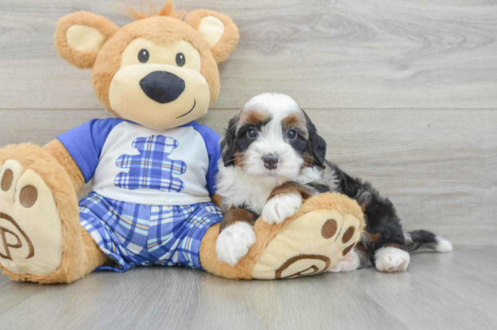 5 week old Mini Bernedoodle Puppy For Sale - Premier Pups