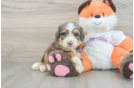 Cute Mini Bernedoodle Baby