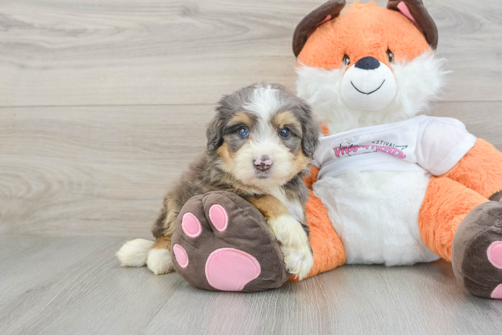 Cute Mini Bernedoodle Baby