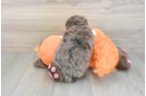 Mini Bernedoodle Pup Being Cute