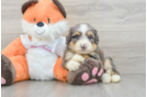 Little Mini Bernese Poodle Poodle Mix Puppy