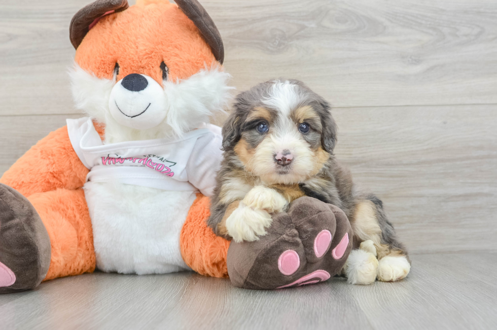 6 week old Mini Bernedoodle Puppy For Sale - Premier Pups