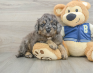 7 week old Mini Bernedoodle Puppy For Sale - Premier Pups
