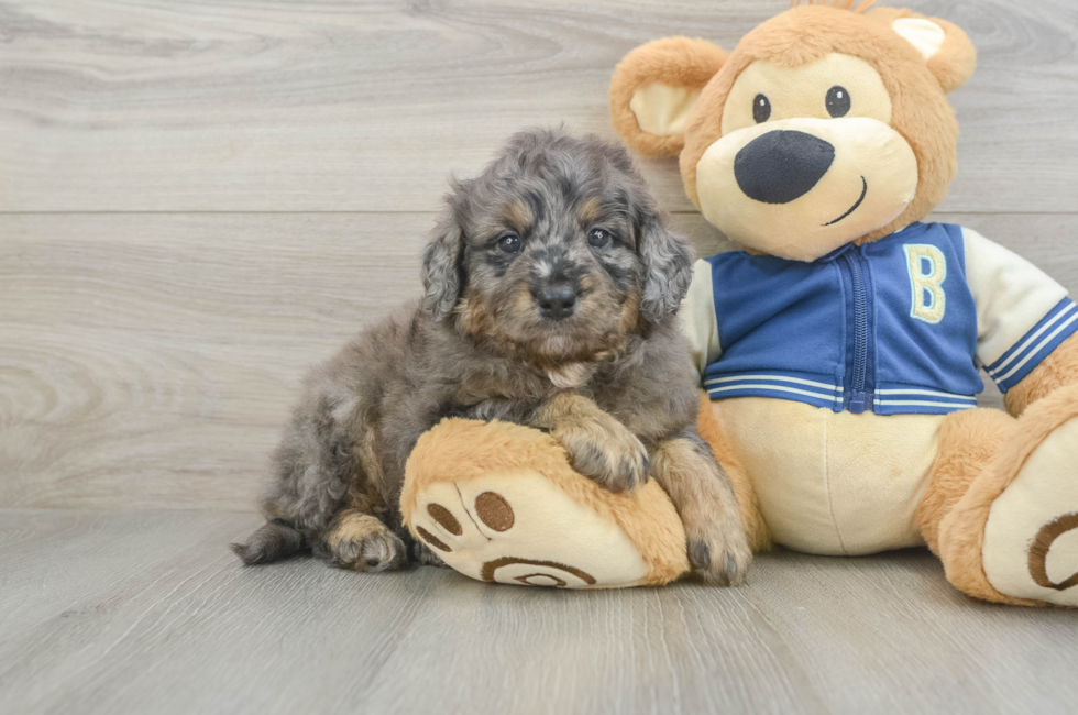 5 week old Mini Bernedoodle Puppy For Sale - Premier Pups