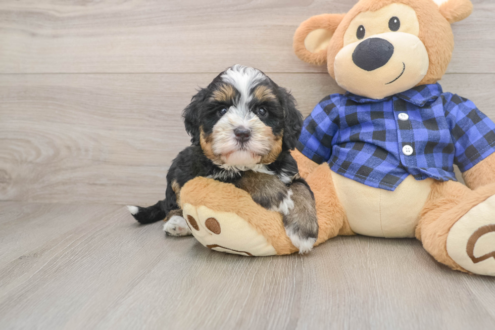 Mini Bernedoodle Pup Being Cute