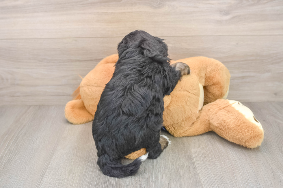 Petite Mini Bernedoodle Poodle Mix Pup
