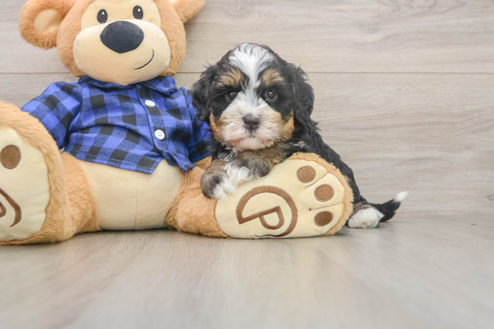 Funny Mini Bernedoodle Poodle Mix Pup