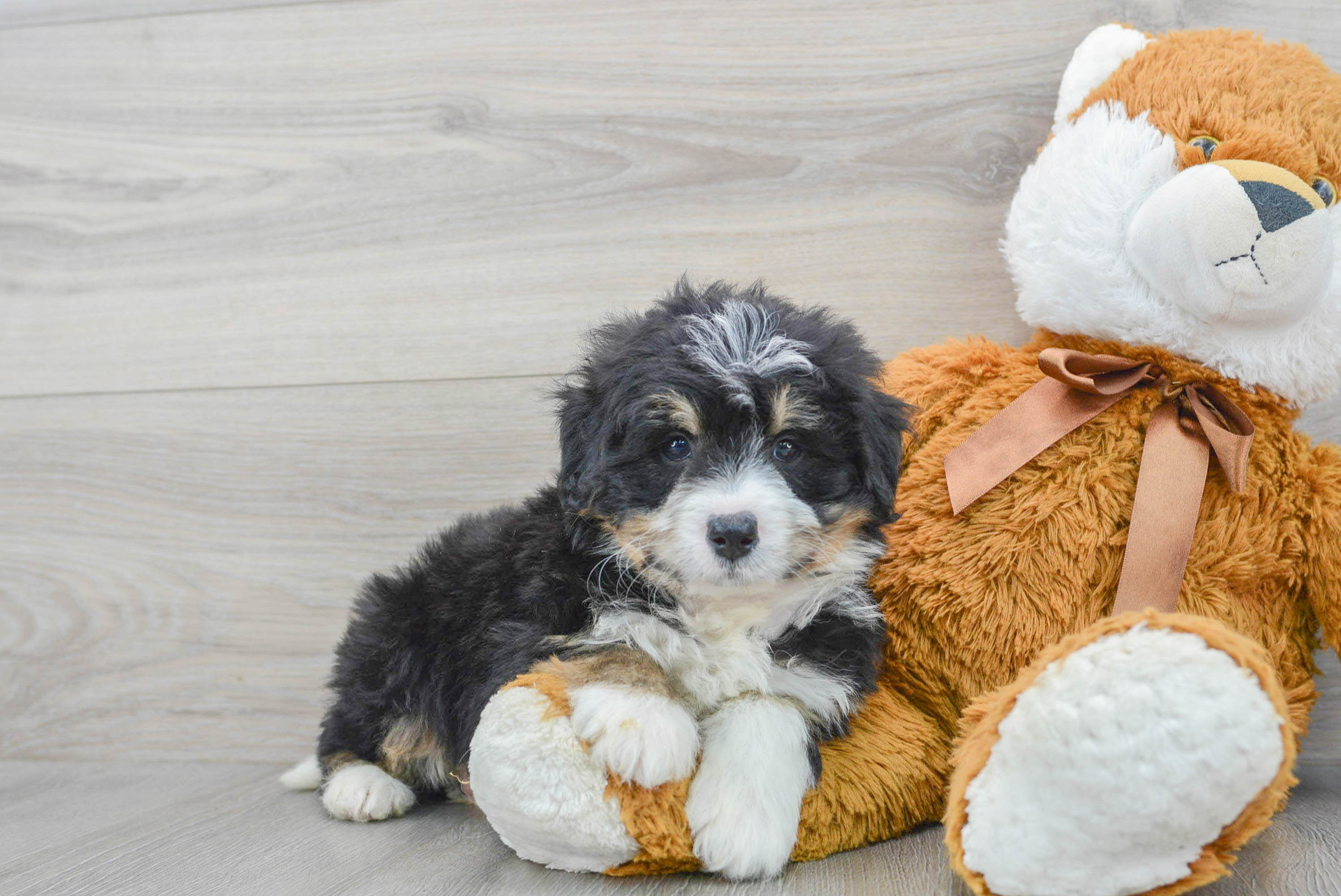 Best Mini Bernedoodle Baby