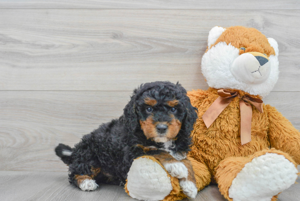 Hypoallergenic Mini Berniedoodle Poodle Mix Puppy