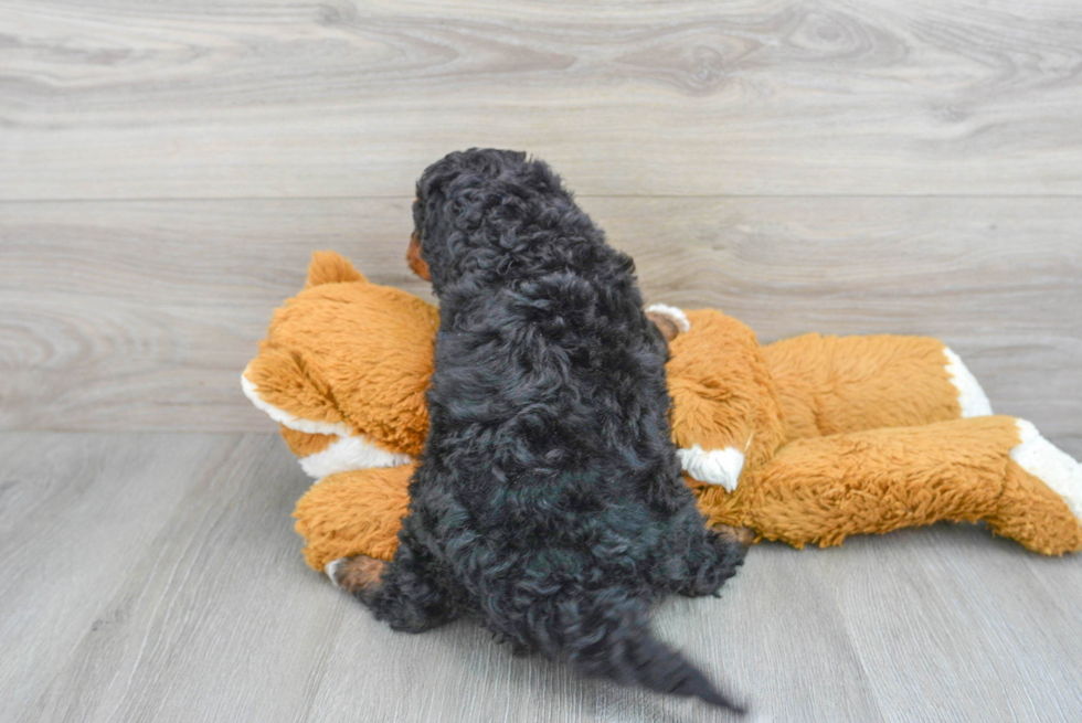 Cute Mini Bernedoodle Baby