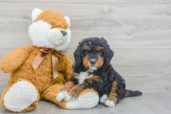 Friendly Mini Bernedoodle Baby