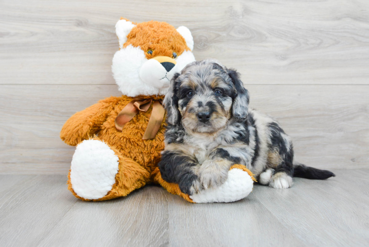 Mini Bernedoodle Pup Being Cute