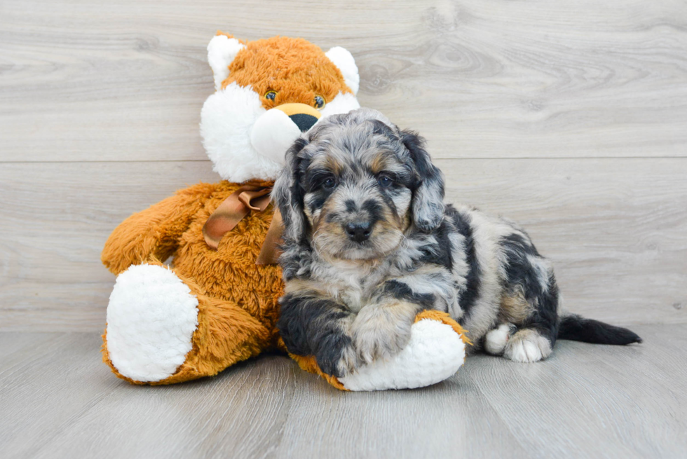 Popular Mini Bernedoodle Poodle Mix Pup