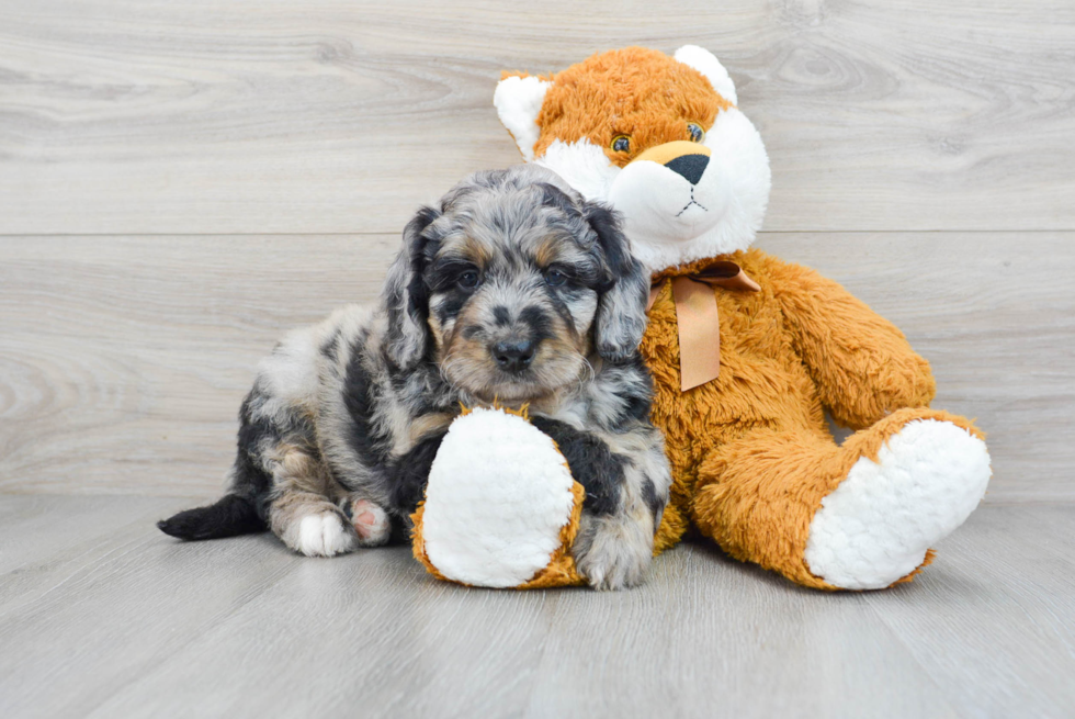 Best Mini Bernedoodle Baby