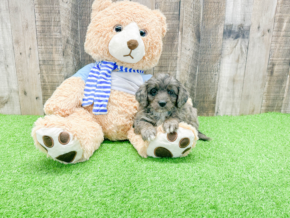 Hypoallergenic Bernadoodle Poodle Mix Puppy