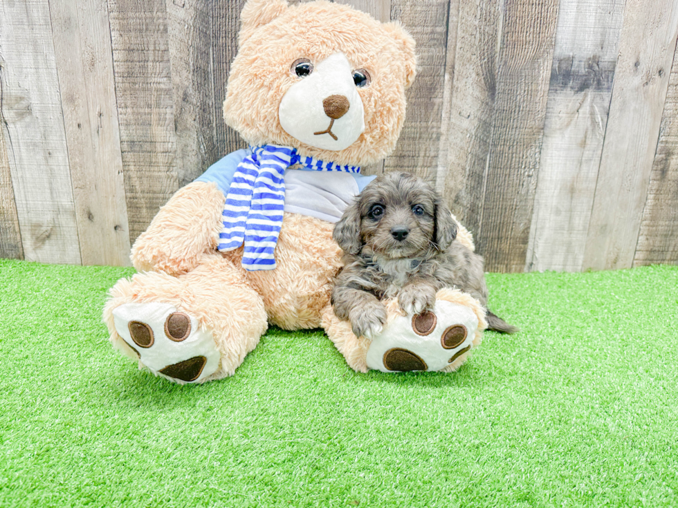 Popular Mini Bernedoodle Poodle Mix Pup