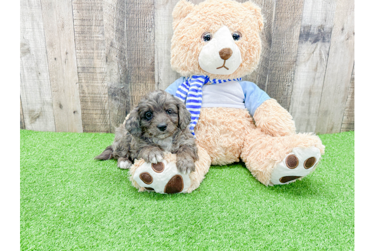 Best Mini Bernedoodle Baby