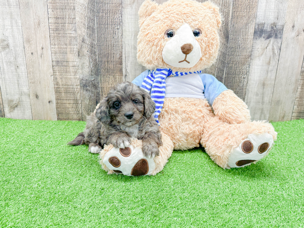 Best Mini Bernedoodle Baby