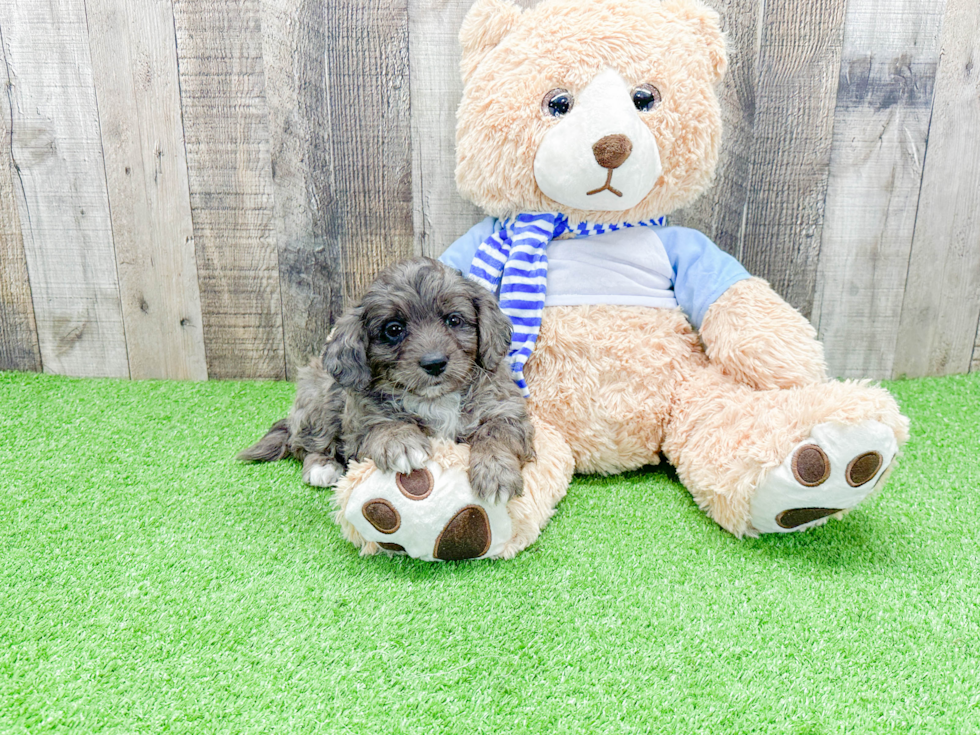 Friendly Mini Bernedoodle Baby