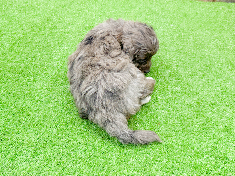 Mini Bernedoodle Pup Being Cute