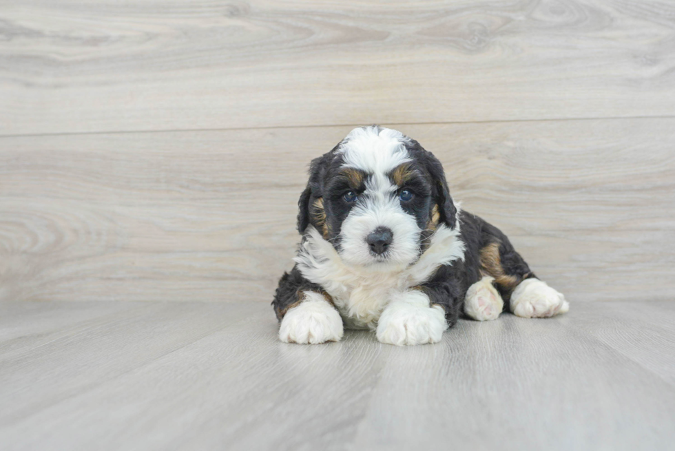 Happy Mini Bernedoodle Baby