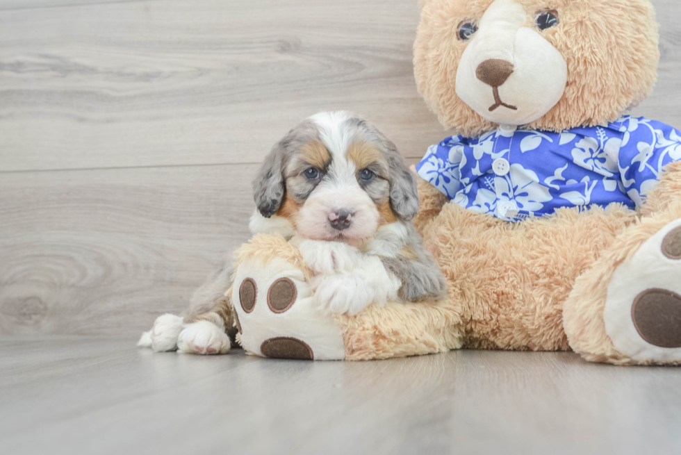 Funny Mini Bernedoodle Poodle Mix Pup