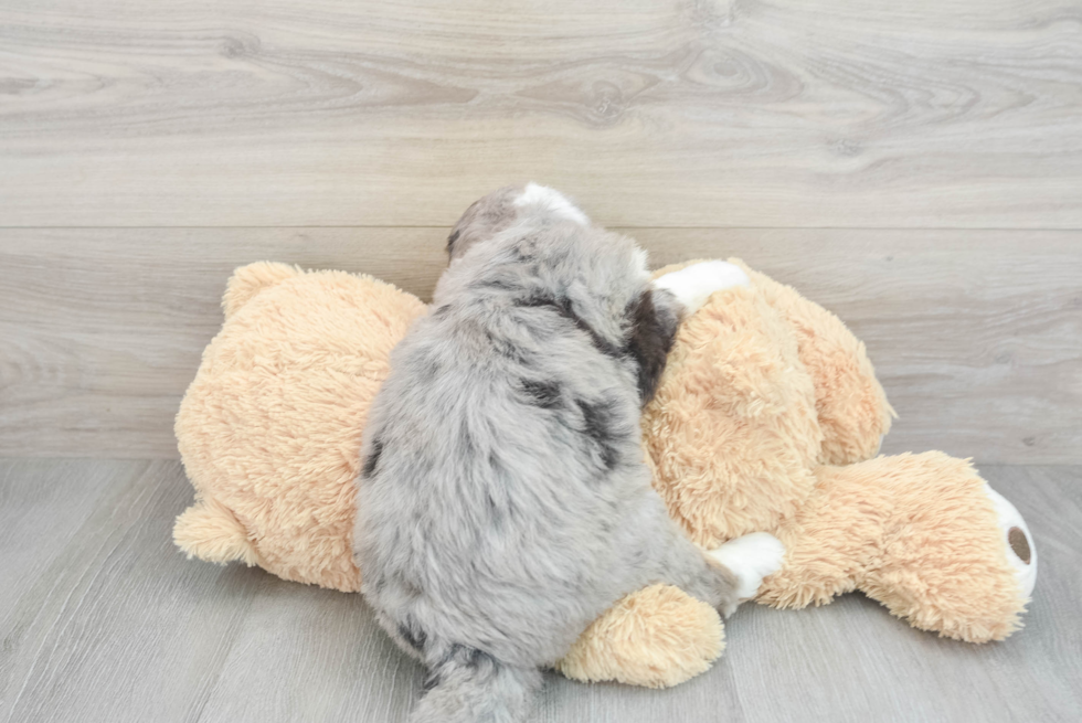 Best Mini Bernedoodle Baby