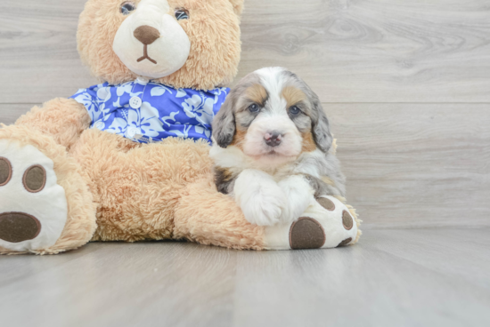 Sweet Mini Bernedoodle Baby