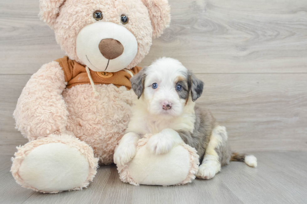 8 week old Mini Bernedoodle Puppy For Sale - Premier Pups