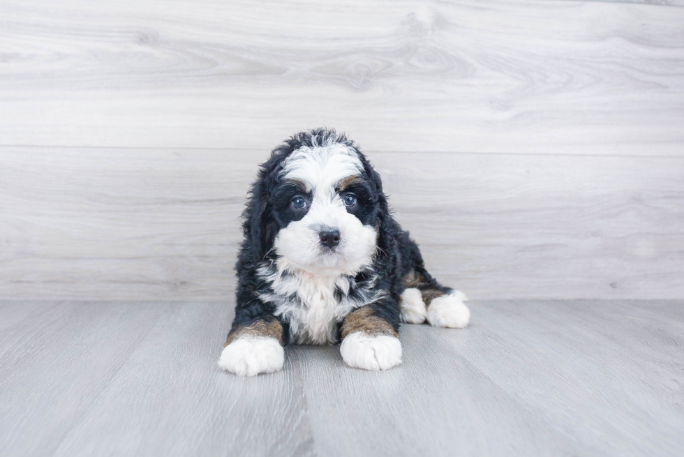 Petite Mini Bernedoodle Poodle Mix Pup