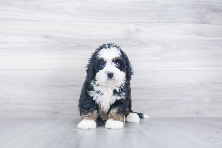 Smart Mini Bernedoodle Poodle Mix Pup