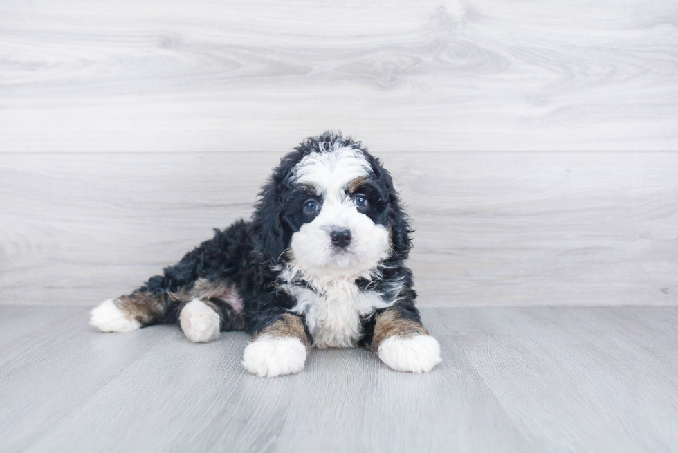 Happy Mini Bernedoodle Baby