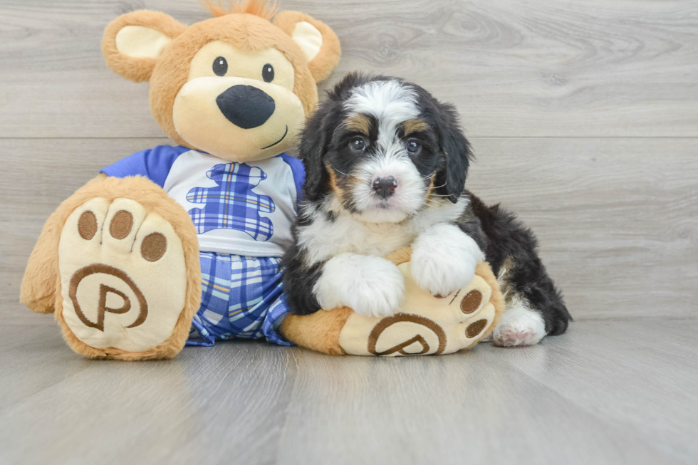 Cute Mini Bernedoodle Baby