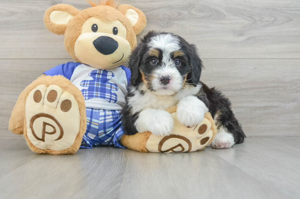 6 week old Mini Bernedoodle Puppy For Sale - Premier Pups