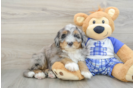 Mini Bernedoodle Pup Being Cute