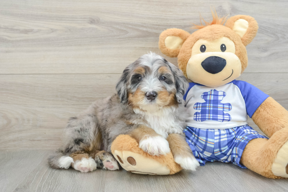Mini Bernedoodle Pup Being Cute